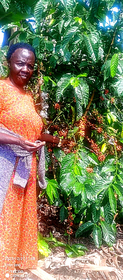 A cooperative member beside coffee cherries
