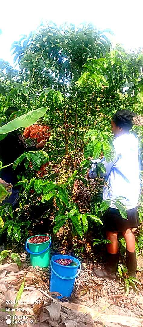 Members harvesting coffee on a Nyamirima Mutegaya farm